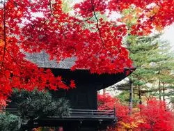 【埼玉】まるで京都みたい！埼玉にある素敵な紅葉スポット♪