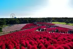 【国営ひたち海浜公園】コキアが秋に作る真っ赤な絨毯が絶景！