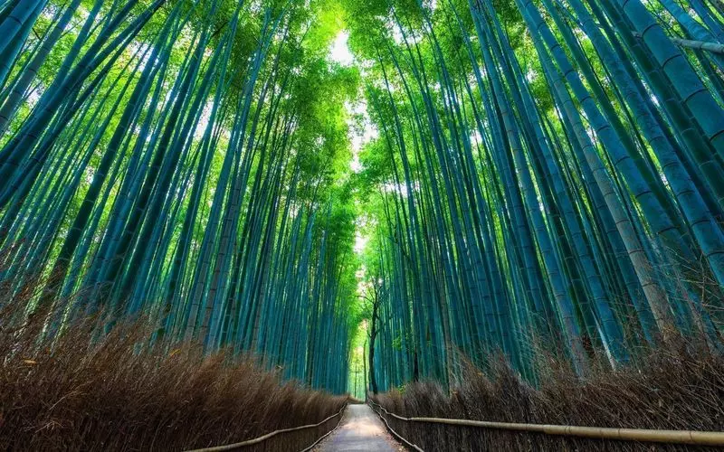 圧巻の「竹林の道」に心地よい風が吹く♪ 1枚目