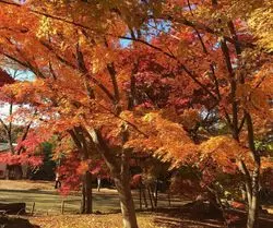 【長野】美しすぎる！紅葉のグラデーションに感動する紅葉祭り♪