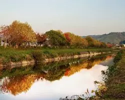 【福岡】思わず立ち止まる♡秋の桜並木と柿畑の景色に出会おう