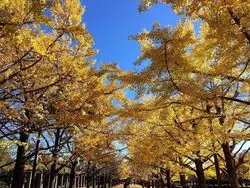 イチョウだけじゃない！日本庭園もオススメな東京・昭和記念公園