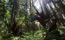 モネの池だけじゃない！岐阜県関市の隠れた名所で、自然を満喫♪