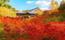 【京都】人気の「東福寺」の紅葉を特集！見どころや混雑回避法を紹介