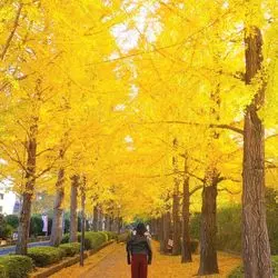 黄金の世界♡栃木に素敵な秋の景色を見に行こう！