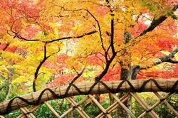 人気観光地"湯河原"の絶景紅葉スポット4選！人気名所もご紹介◎