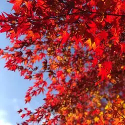 修善寺で紅葉を楽しもう！秋を満喫できるスポットをご紹介♡