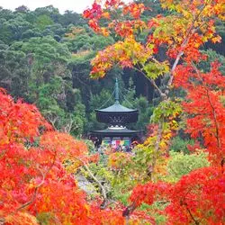 昼も夜のライトアップも♡京都・永観堂の紅葉は別格の美しさ！