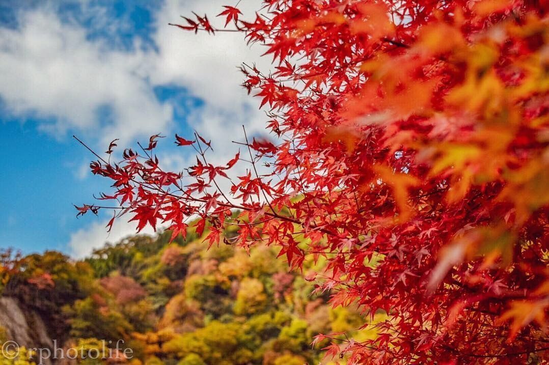 まさに絶景☆壮大な大自然の紅葉を味わって～九重の秋～の画像