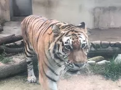 安佐動物公園で動物たちに出会おう！