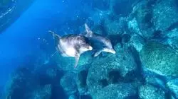 東京で野生のイルカと泳げる！？利島の海の魅力を一挙公開！