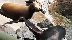 1日居ても飽きない動物園🐼