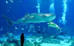 【アメリカ】迫力満点！世界有数規模のジョージア水族館がすごい