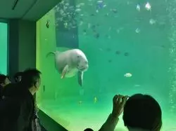 鳥羽水族館でジュゴンに癒される。
