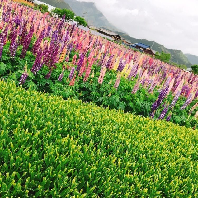 道の駅飯高 いいたかの店