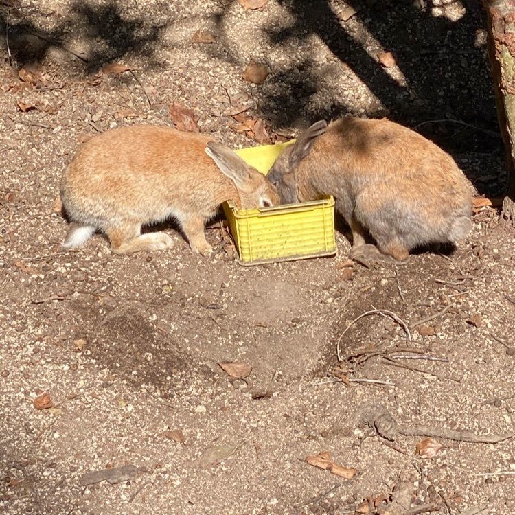 レストラン うさんちゅ