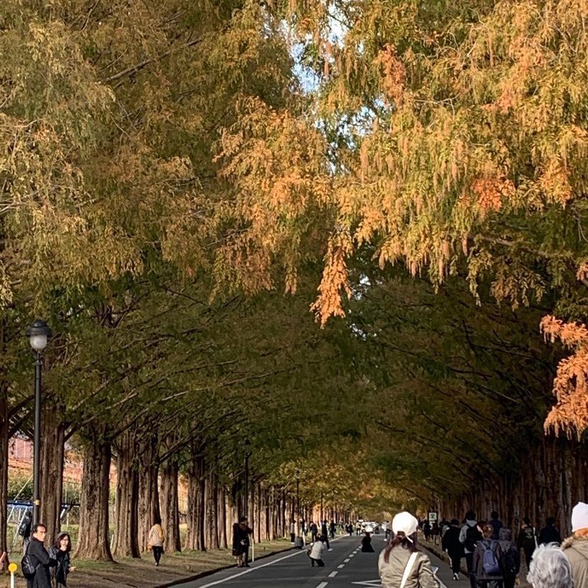 並木カフェ メタセコイア