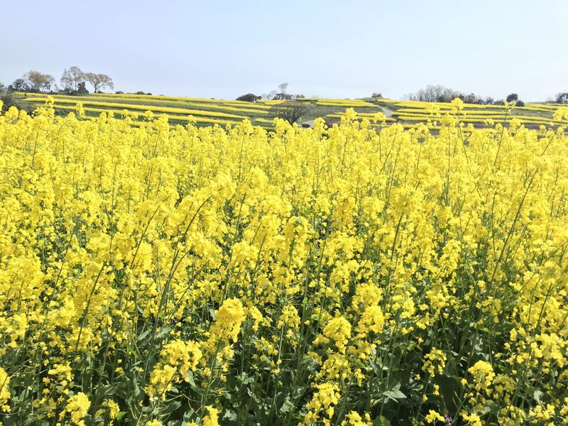 長崎鼻リゾートキャンプ場