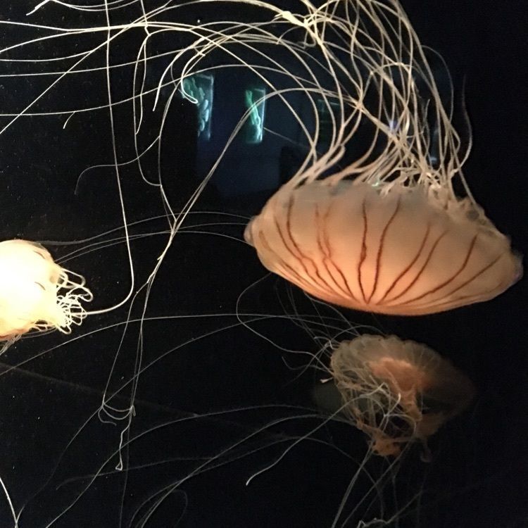 島根県立しまね海洋館アクアス 喫茶コーナー