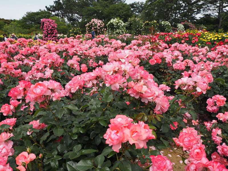 はままつフラワーパークショップ