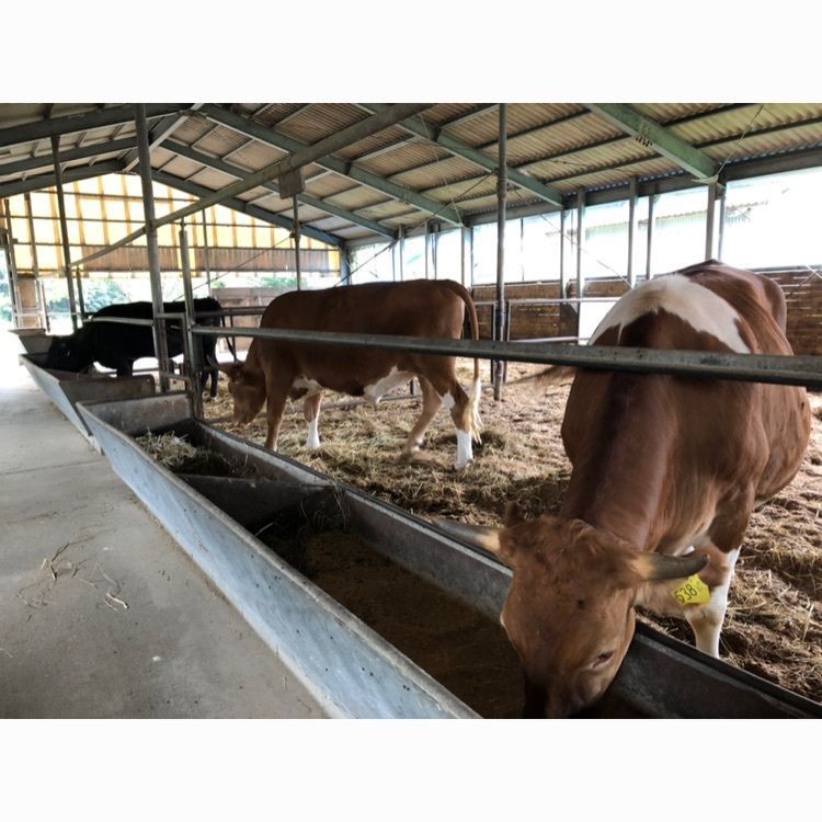 ガンジーハウス(Guernsey House)