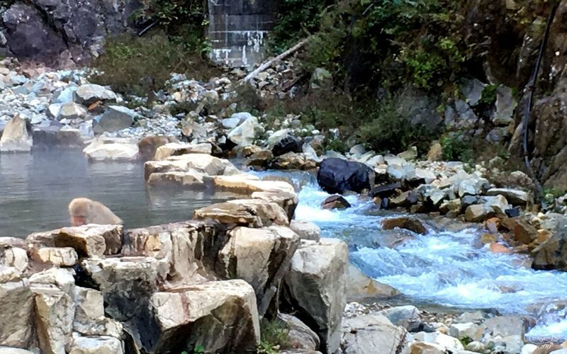 地獄谷野猿公苑