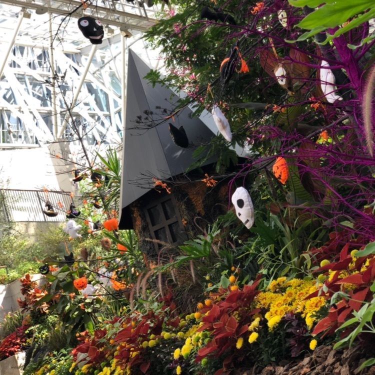 花フェスタ記念公園