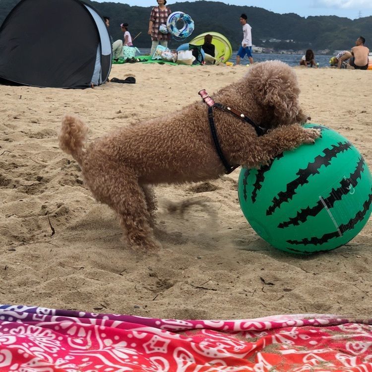 はしだて茶屋（はしだてぢゃや）