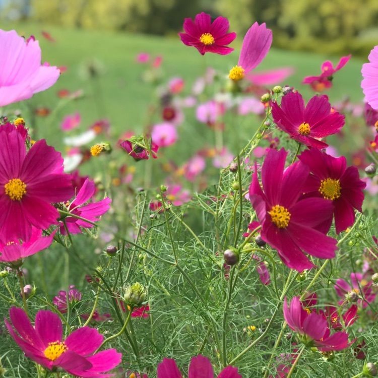 花の駅 生駒高原(【旧店名】花の茶屋)