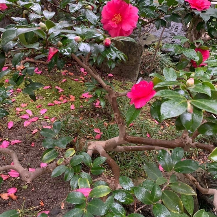 流れ橋（上津屋橋）