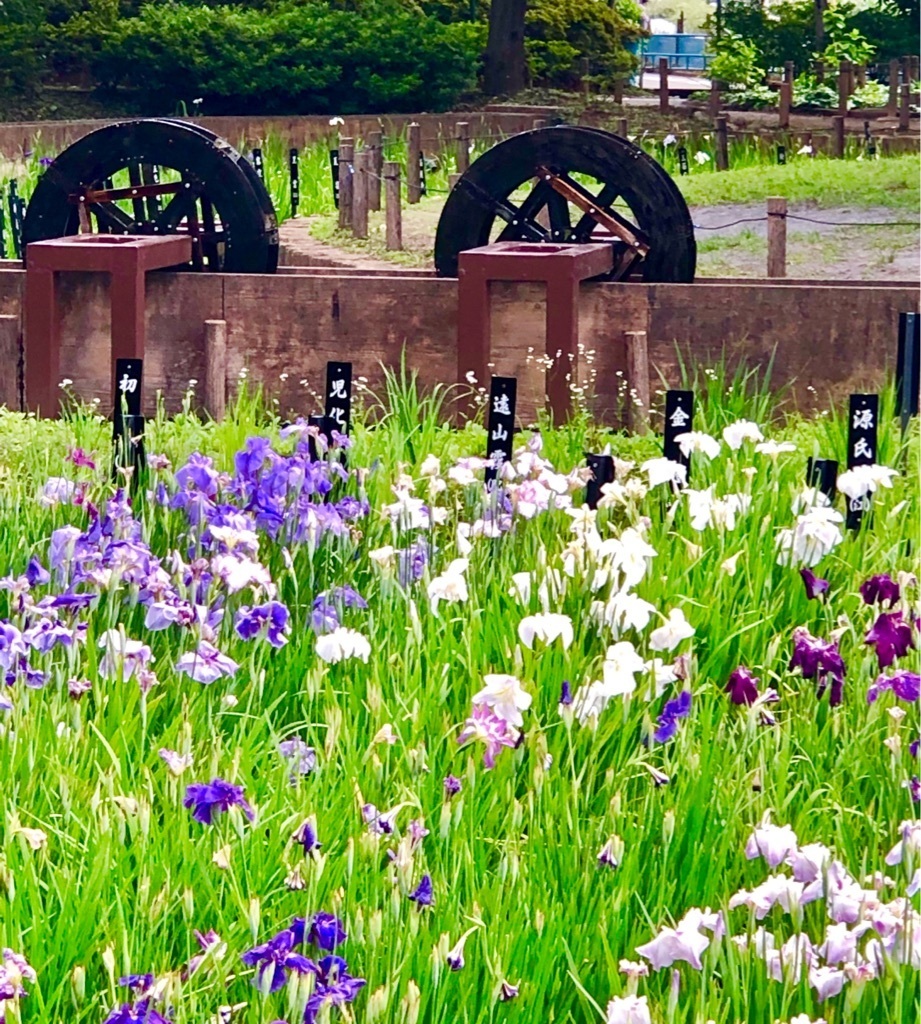 しょうぶ沼公園のハナショウブ