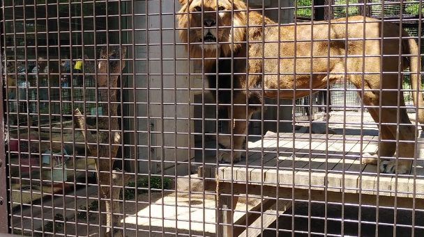 桐生が岡動物園