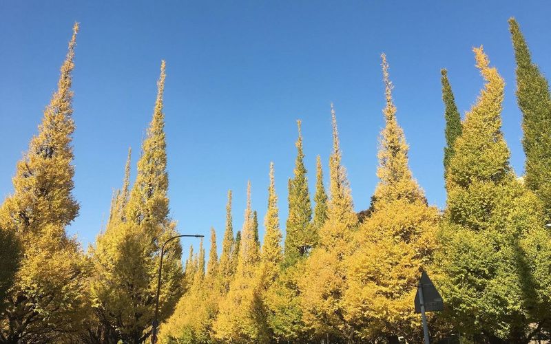 明治神宮外苑 いちょう並木