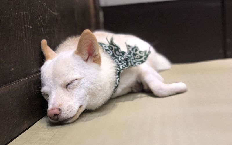 倉敷豆柴カフェ