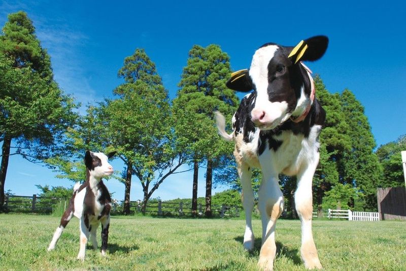 成田ゆめ牧場
