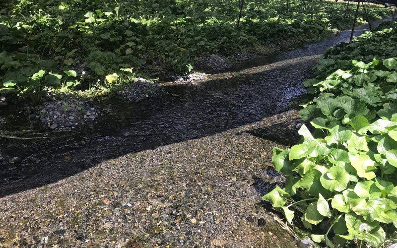 大王わさび農場