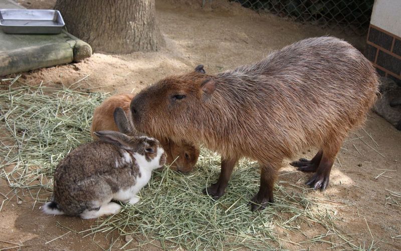 淡路ファームパーク イングランドの丘