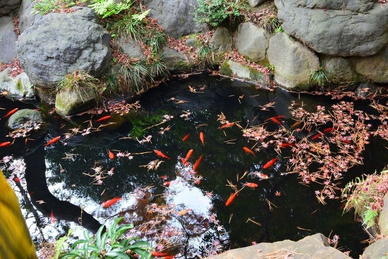都立殿ヶ谷戸庭園