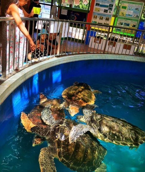 道の駅 紀宝町 ウミガメ公園