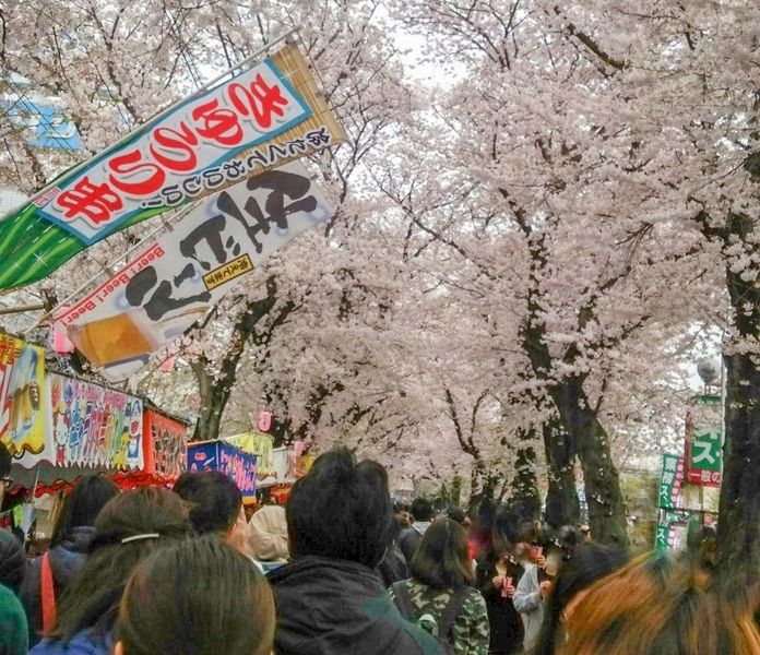 常盤平さくら通り