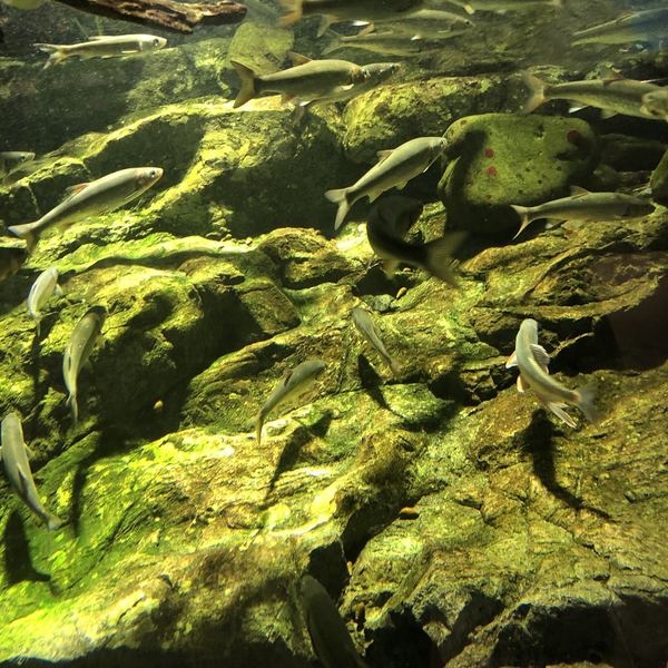 相模川ふれあい科学館 アクアリウムさがみはら