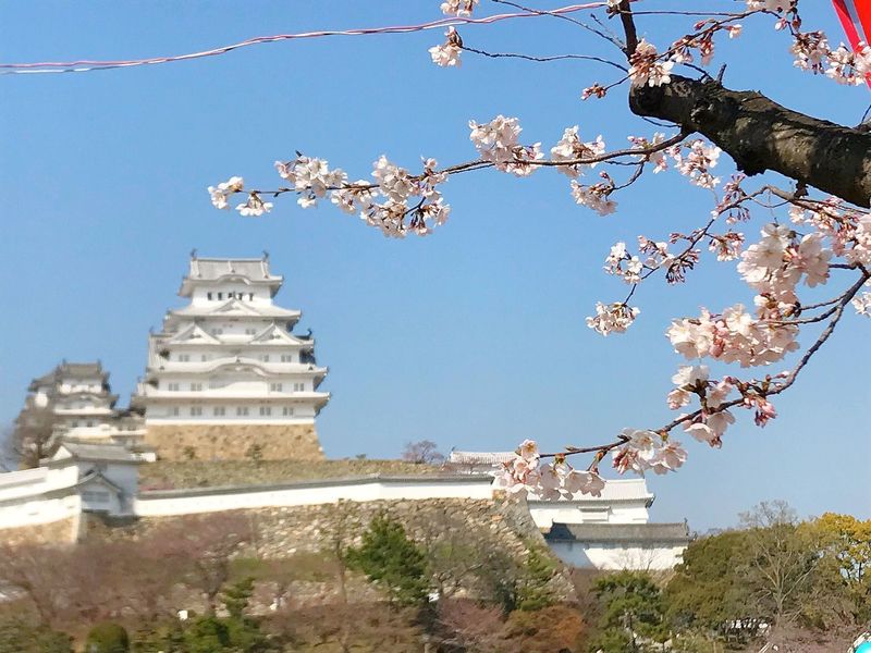 姫路城の桜