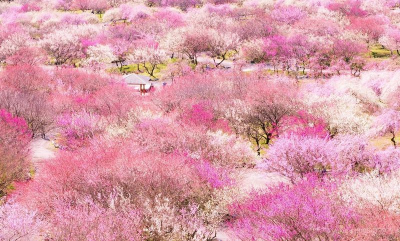 いなべ市梅林公園