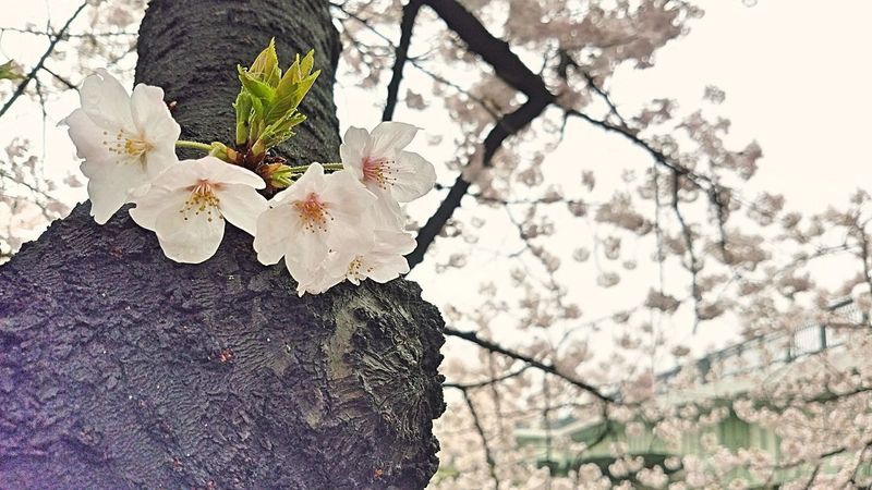 毛馬桜之宮公園