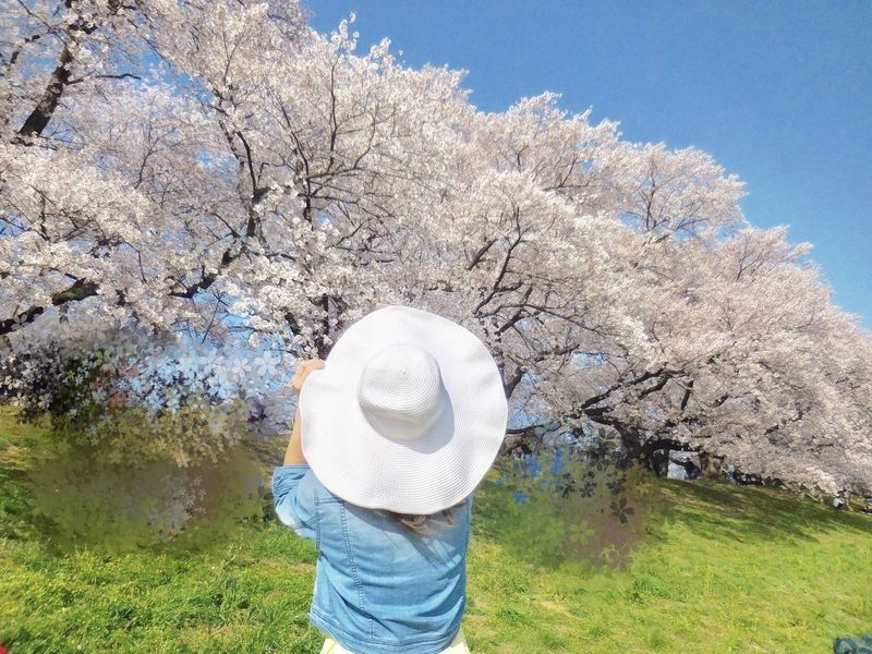 淀川河川公園背割堤地区
