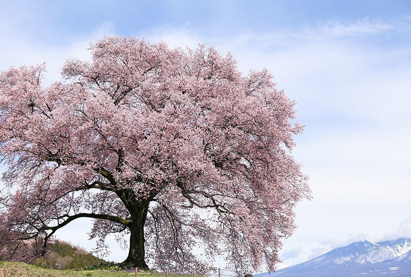 わに塚のサクラ