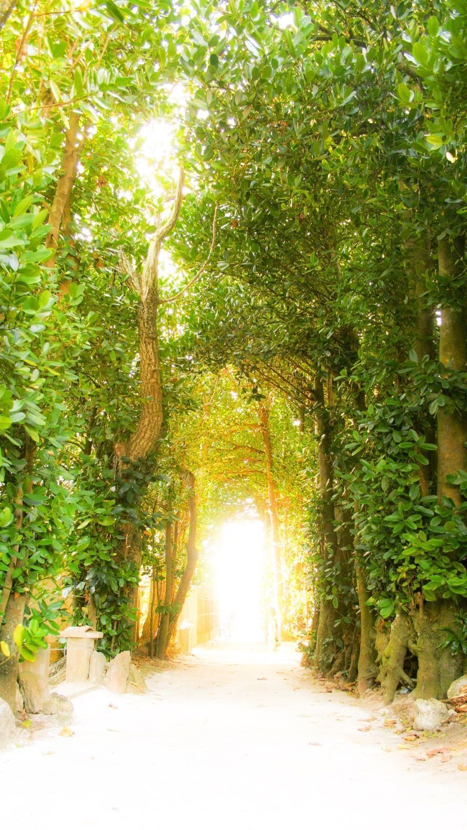 備瀬のフクギ並木道