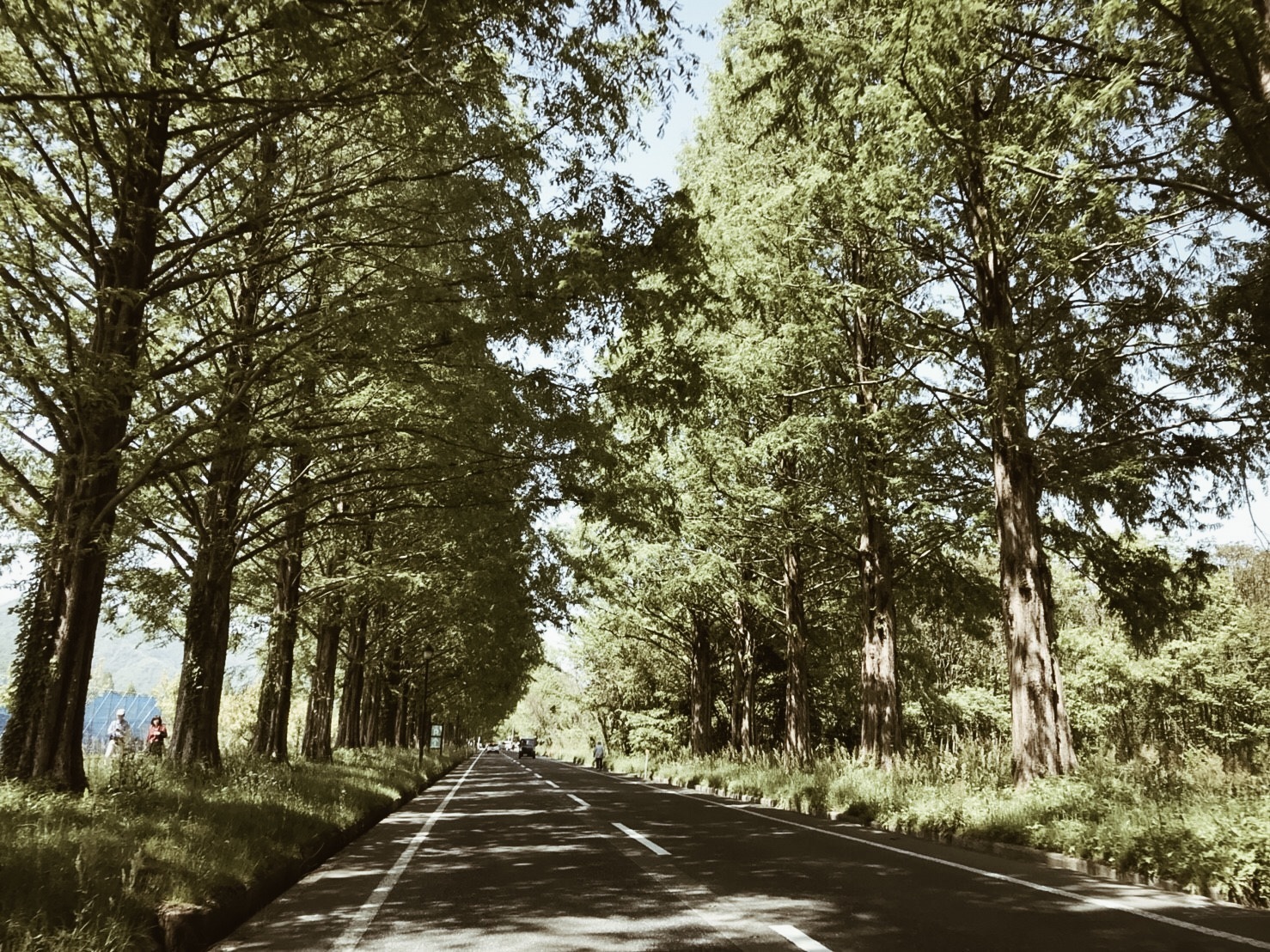 マキノ高原（キャンプ場）