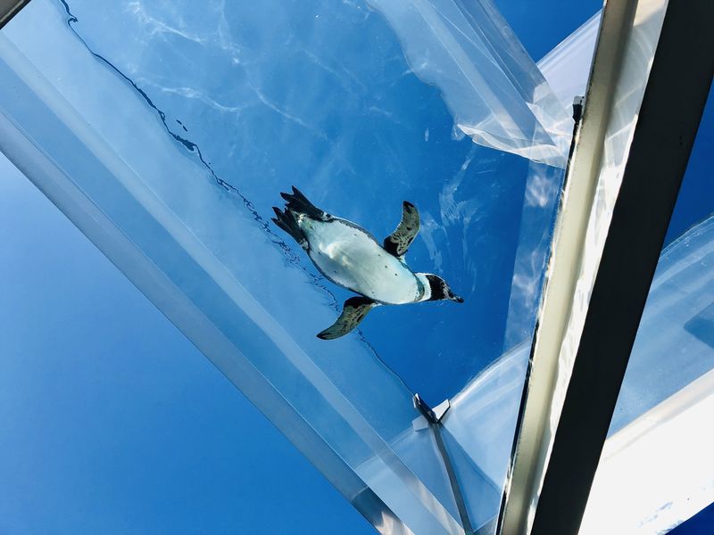 越前松島水族館