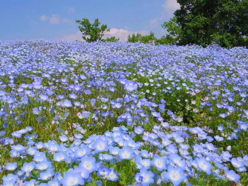 国営讃岐まんのう公園